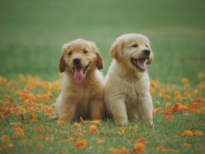 Read more about the article Nutrition required for your Dog.